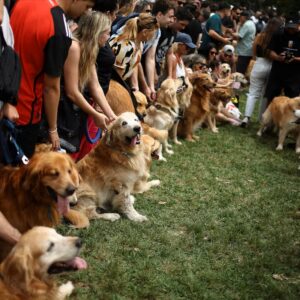 Golden retriever world record gathering fills Buenos Aires park with 2,397 dogs