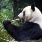Japan to be without pandas for first time in 50 years as Ueno twins return to China