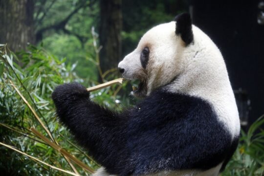 Japan to be without pandas for first time in 50 years as Ueno twins return to China