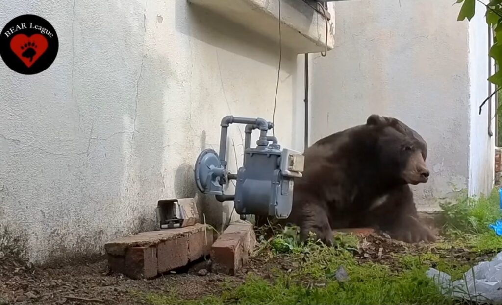 550-Pound Bear Spotted at More Altadena Homes After Removal From Crawlspace