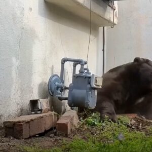550-Pound Bear Spotted at More Altadena Homes After Removal From Crawlspace
