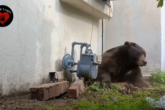 550-Pound Bear Spotted at More Altadena Homes After Removal From Crawlspace