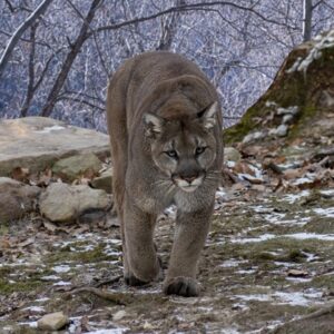 Female Hiker Killed in Suspected Mountain Lion Attack