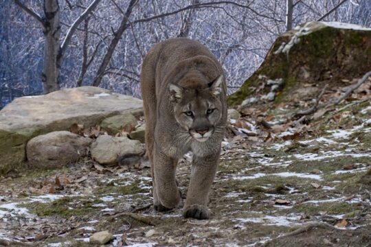 Female Hiker Killed in Suspected Mountain Lion Attack