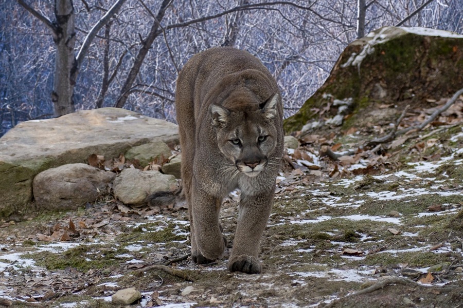 Female Hiker Killed in Suspected Mountain Lion Attack