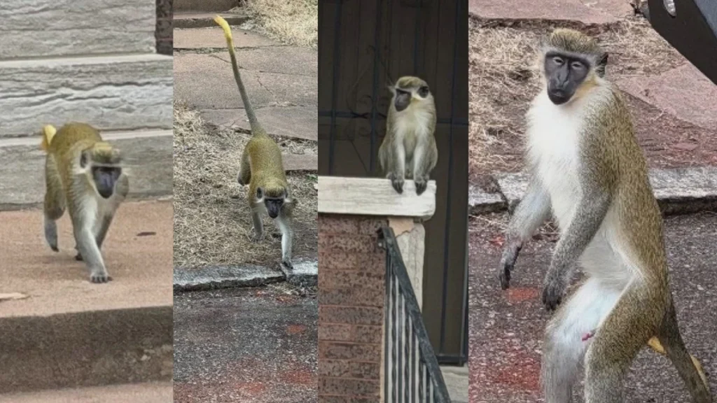 St. Louis Searches for Loose Vervet Monkeys as AI Fakes Cloud Online Reports