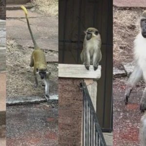 St. Louis Searches for Loose Vervet Monkeys as AI Fakes Cloud Online Reports