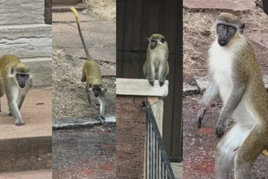 St. Louis Searches for Loose Vervet Monkeys as AI Fakes Cloud Online Reports