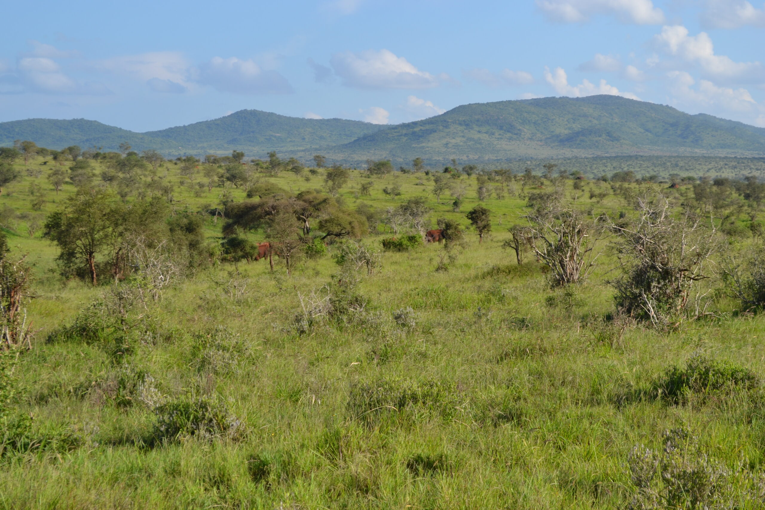 African savanna with elephants roaming in the wild