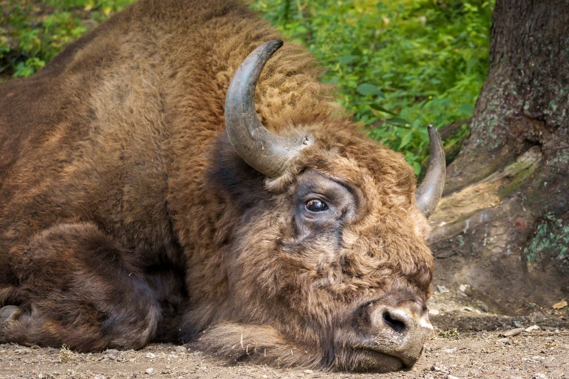 Caucasus bison