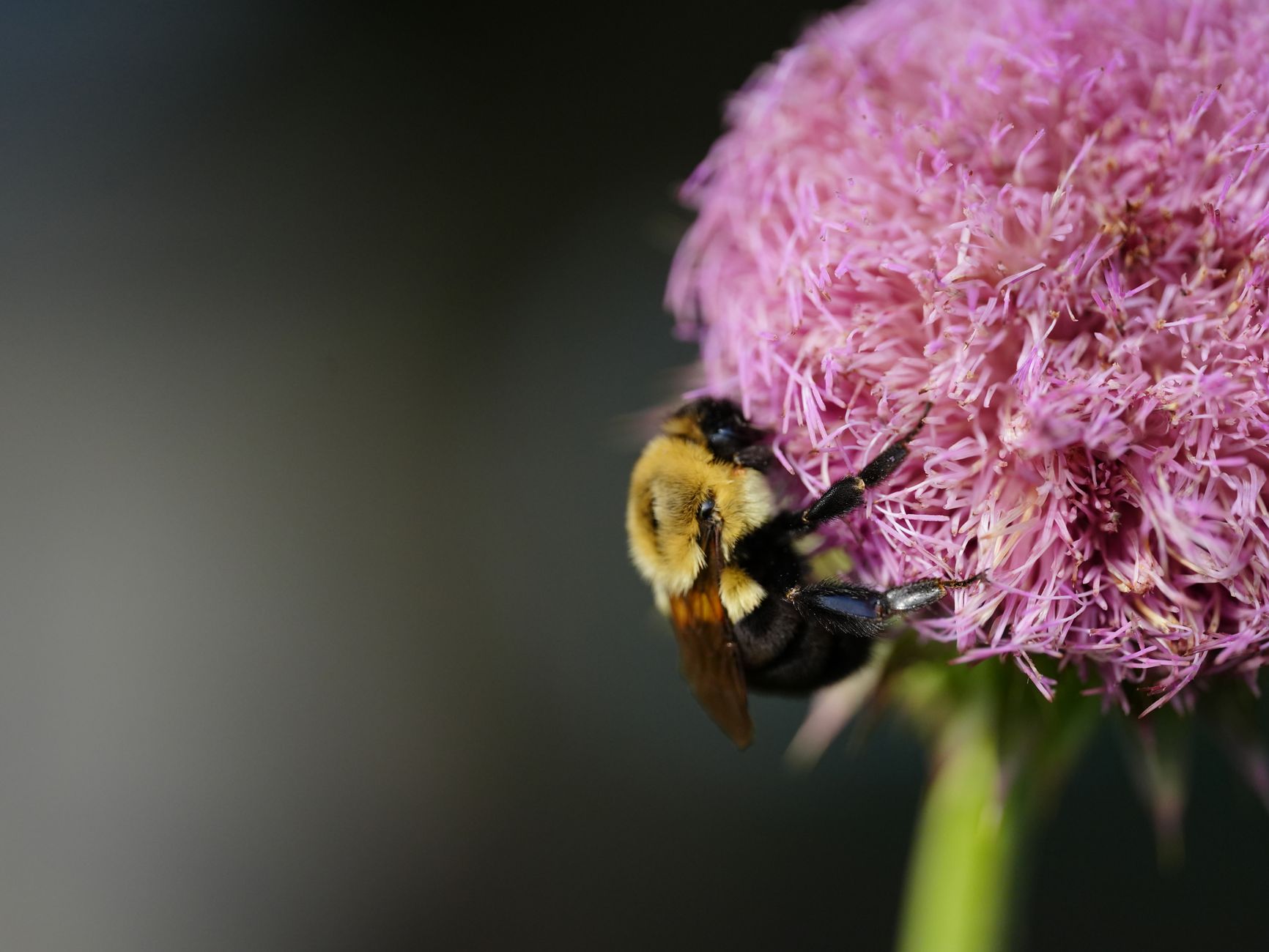 Bumble first move