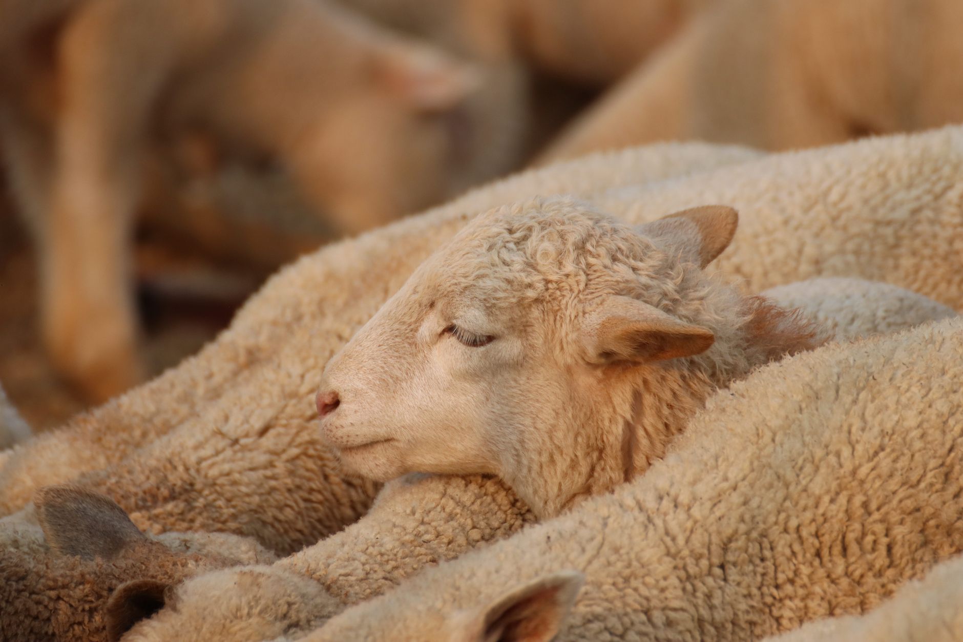 Cities Terminate Flock Safety Contracts