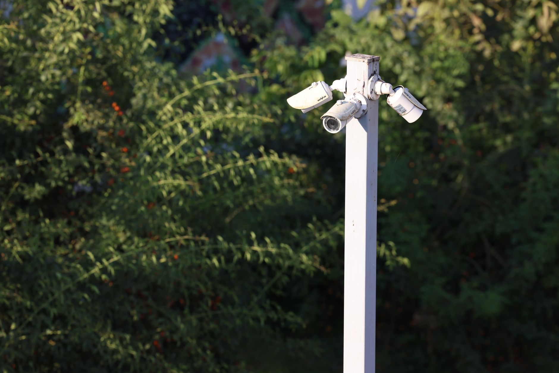 Flock camera surveillance
