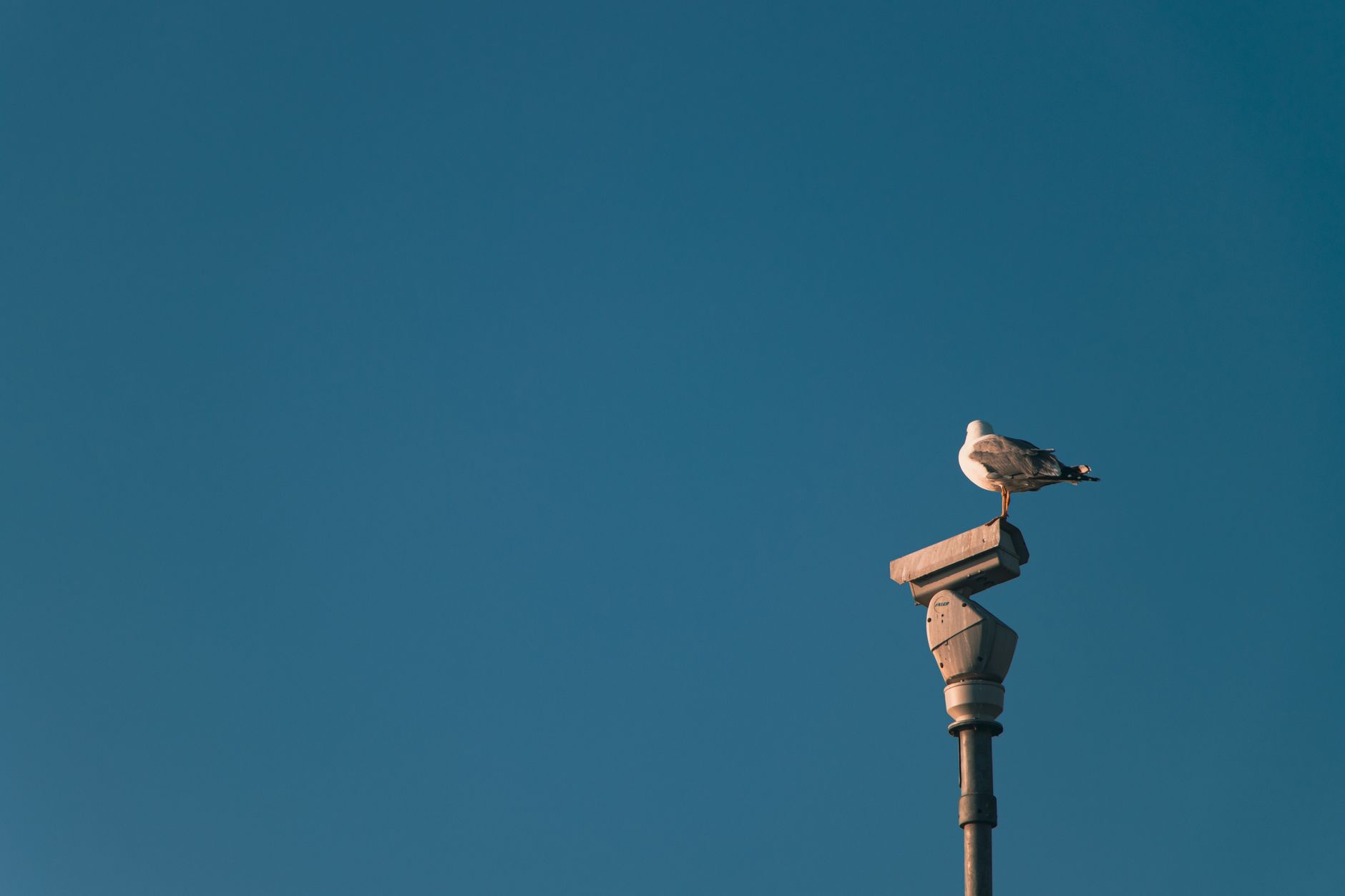 Flock surveillance compromise