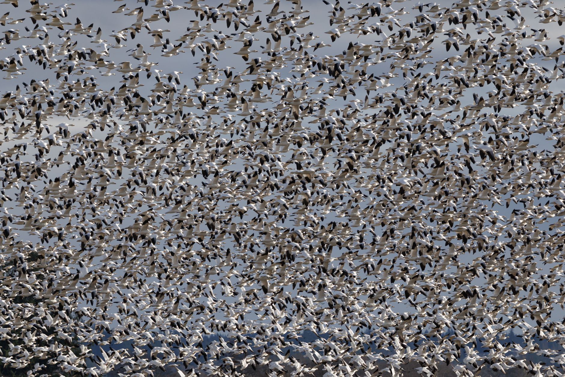Littleton Flock cameras