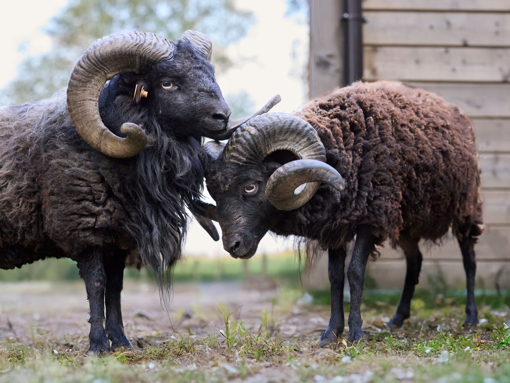 RAM prices 2026