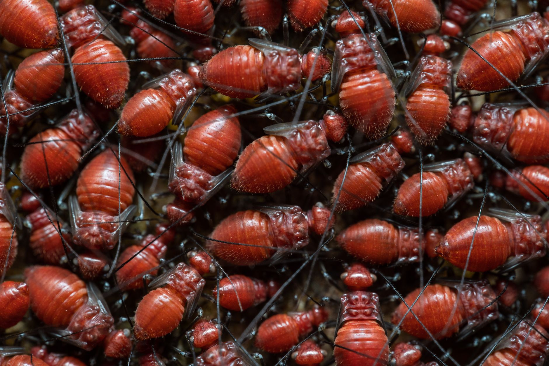 AI botnet swarm