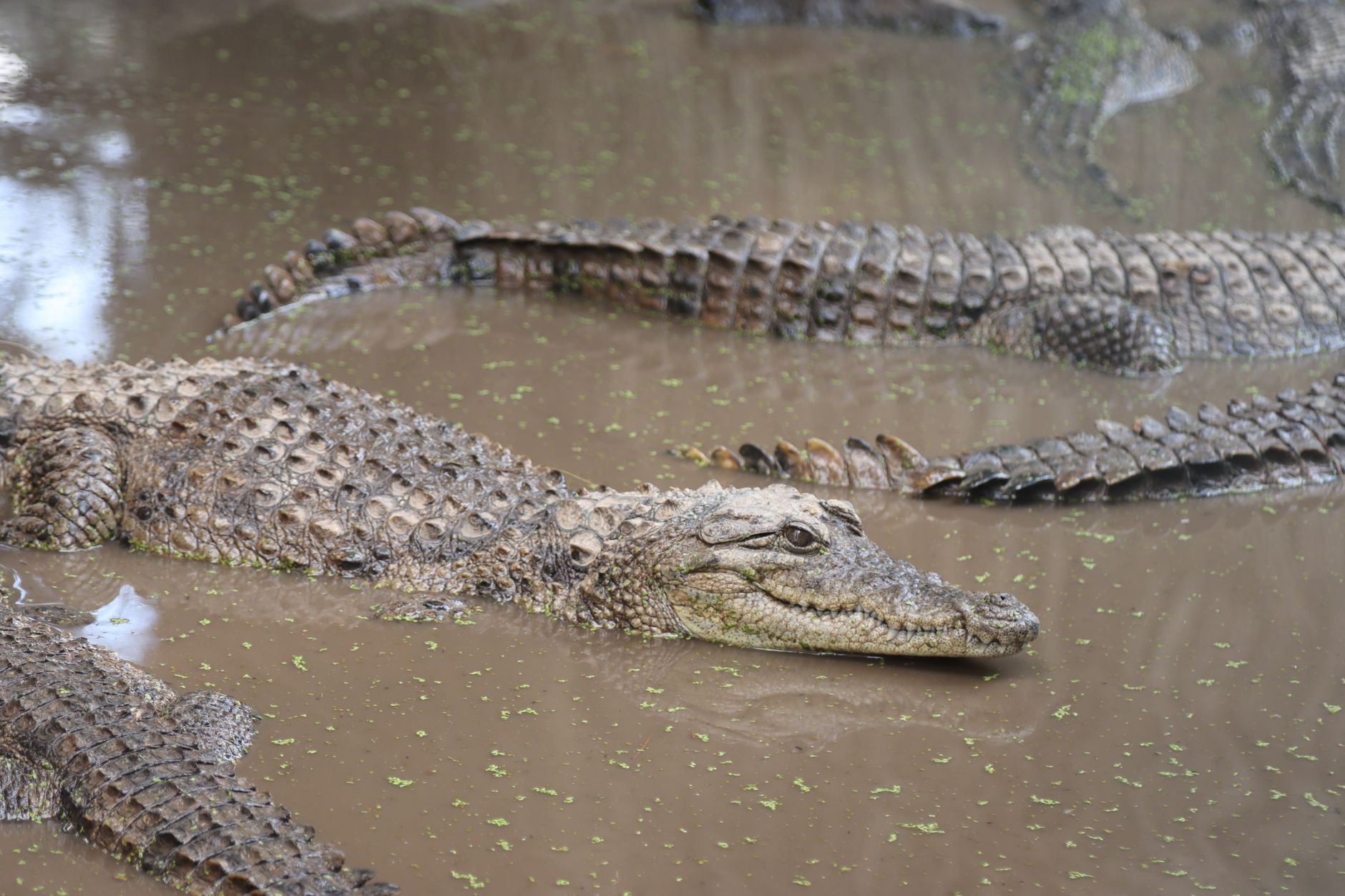 crocodile Olympic river