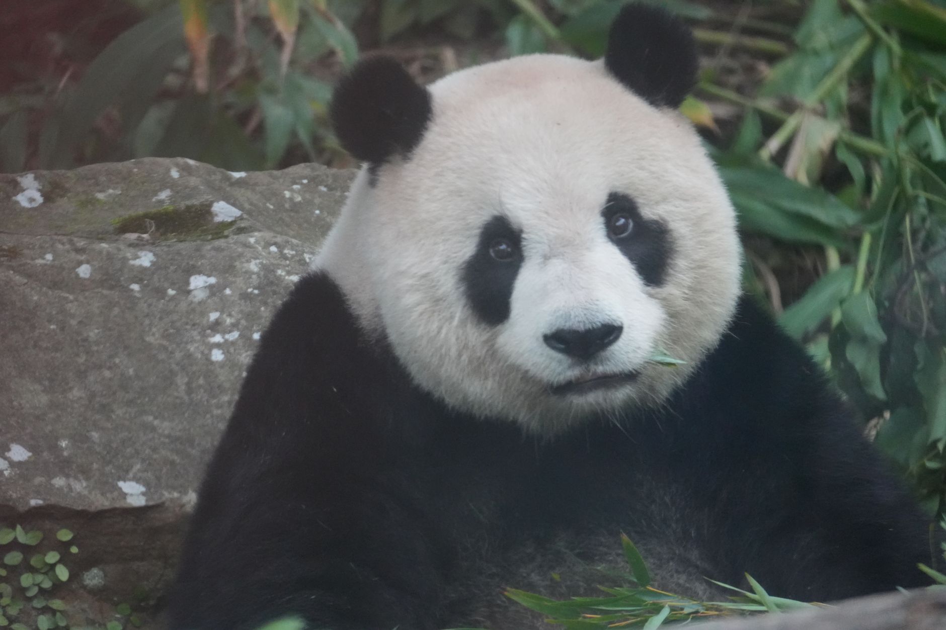 Zoo Atlanta pandas