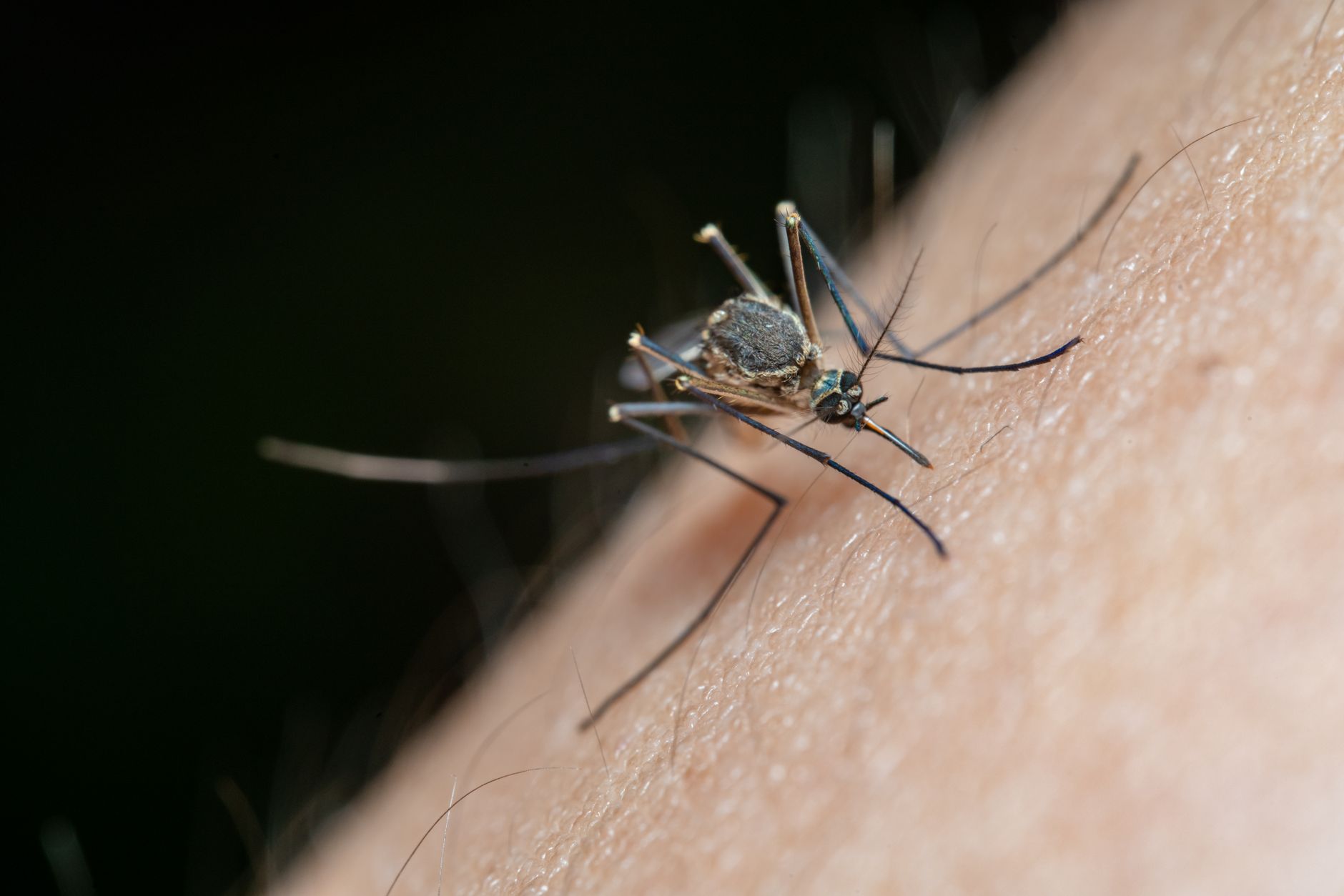 dengue outbreak