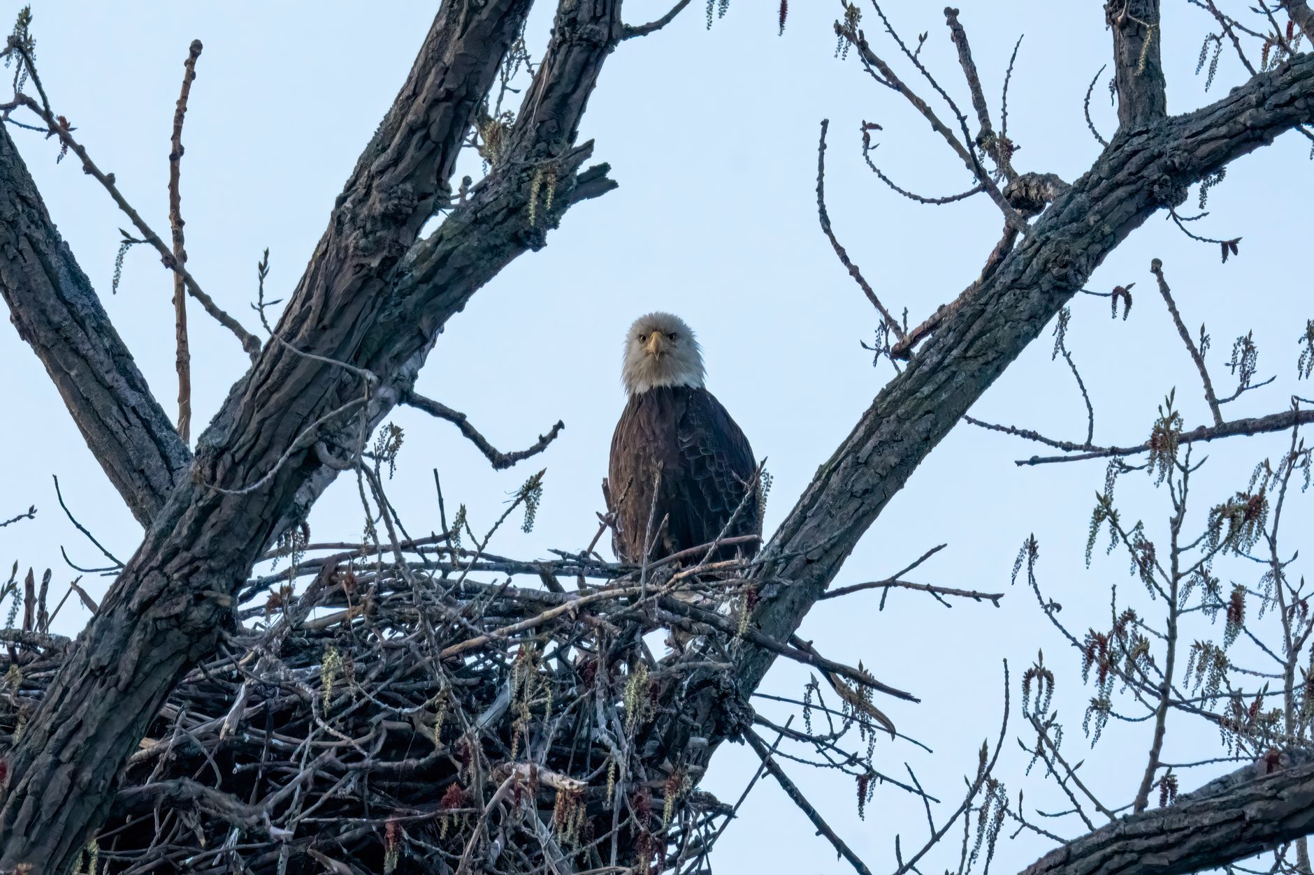 Eagles Nest fire