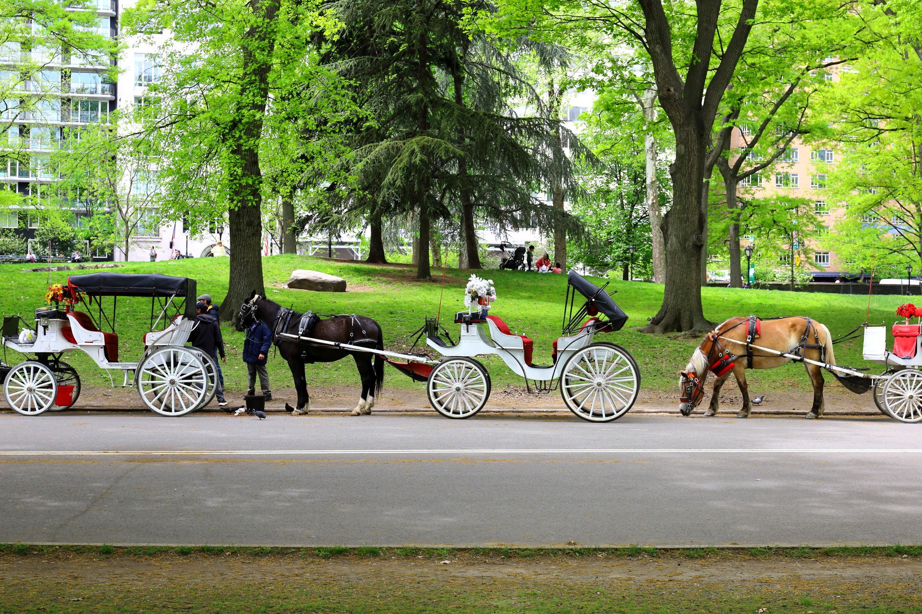 horse carriage ban
